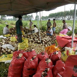 荔浦芋头6cm以上批发供应与市场行情解析