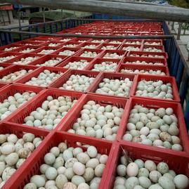 探秘四川金堂县正元小作坊食品经营部 一亩田的绿色食用农产品批发之路